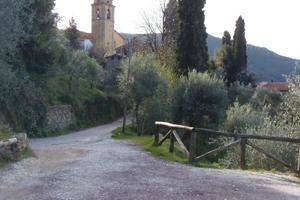 Terreno coltivato a ulivi Montemagno di Calci (PI)