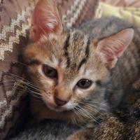 Gattini pronti da adottare