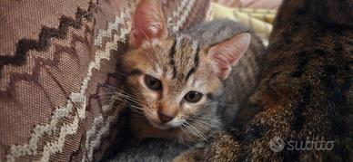 Gattini pronti da adottare