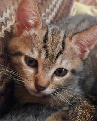 Gattini pronti da adottare