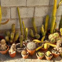 collezione 20 pezzi piante grasse