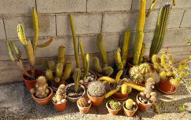 collezione 20 pezzi piante grasse