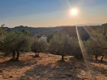Terreno con ulivi e rudere