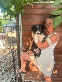 Border Collie cuccioli