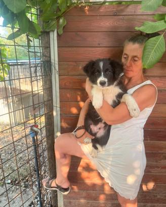 Border Collie cuccioli