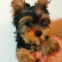 Cucciolo di Yorkshire