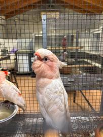 Cacatua di leadbeater