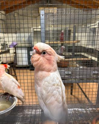 Cacatua di leadbeater