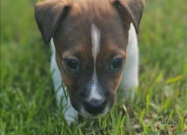 Jack russell terrier