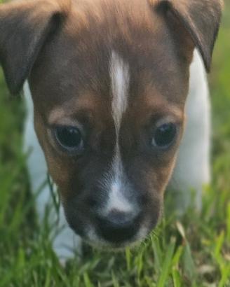 Jack russell terrier