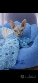 Gatto rarissimo per accoppiamento SPHYNX