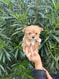 Maltipoo mini toy
