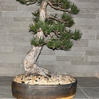 Bonsai(venduto)