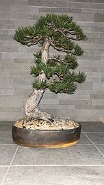 Bonsai(venduto)