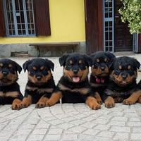Cuccioli di rottweiler tedesco a Torino