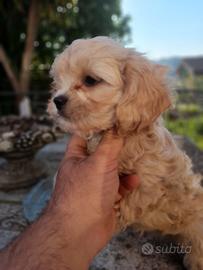 Piccolo cucciolo maltipoo
