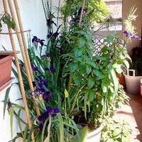 Varie piantine palustri