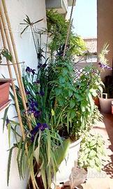 Varie piantine palustri