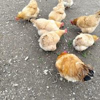 Galline ornamentali robusta lionata