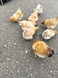 Galline ornamentali robusta lionata