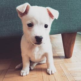 Cani taglia medio piccola