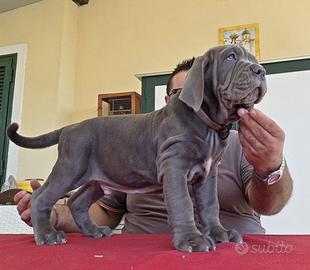 Mastino napoletano