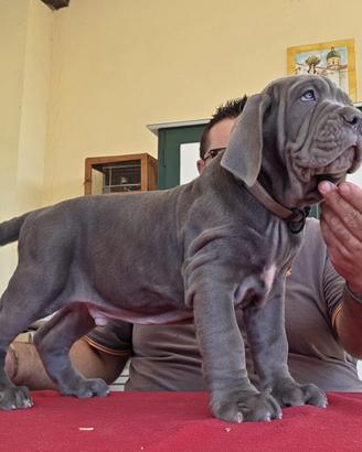 Mastino napoletano