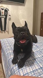 Bulldog francese Maschio