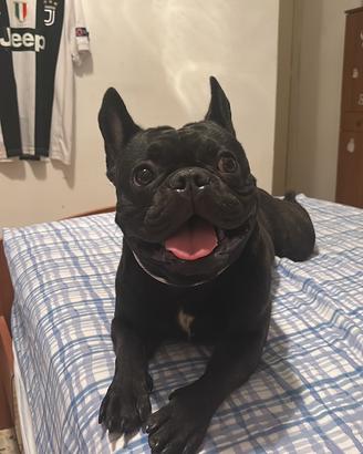 Bulldog francese Maschio