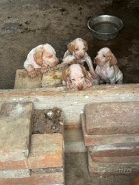 Bracco italiano