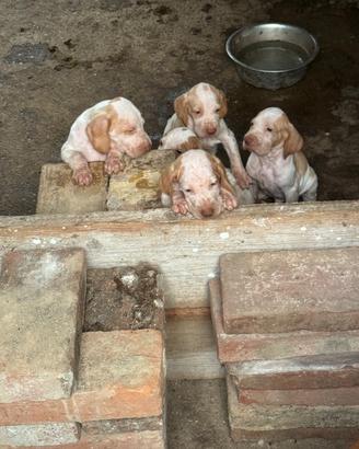 Bracco italiano