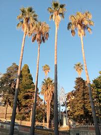 Disponibilità camera settimanale o giornaliera