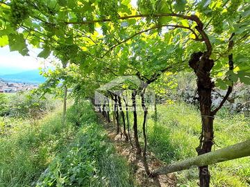 Terreno di 3500 m² a Mori