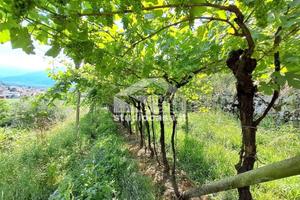 Terreno di 3500 m² a Mori