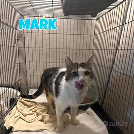 Mark gatto bianco grigio di 3 anni