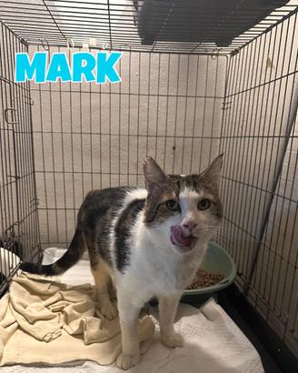 Mark gatto bianco grigio di 3 anni