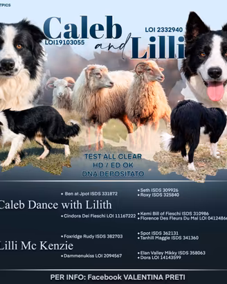 Cuccioli di Border Collie