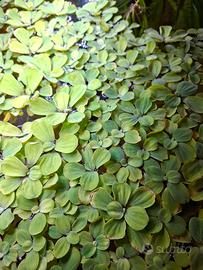 pistia stratiotes