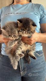 Cuccioli di persiano