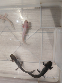 Axolotl ed ambystoma andersoni