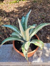 agave mediopicta alba pianta o polloni 