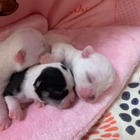 Chihuahua con pedigree