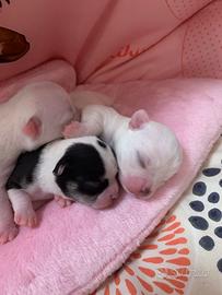 Chihuahua con pedigree