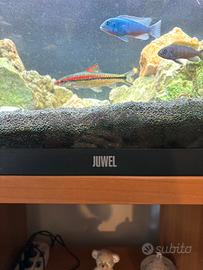 Acquario Juwel rio 180