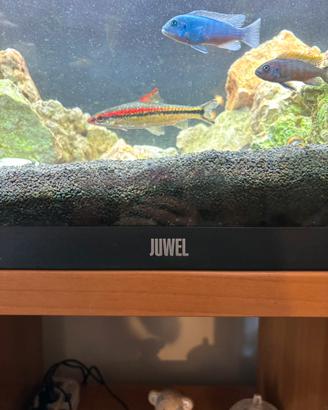 Acquario Juwel rio 180