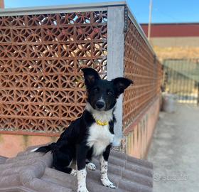 Cucciola border collie