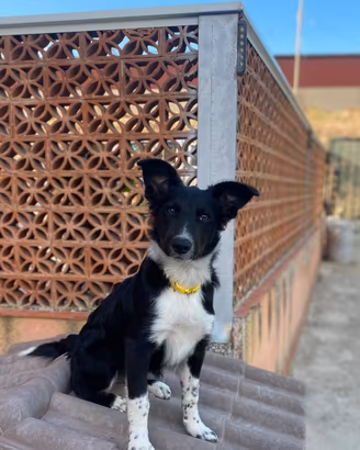 Cucciola border collie