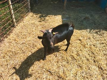 Capretto tibetano