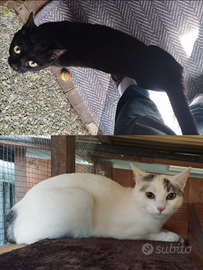 Gatto 2 maschi castrati circa 10 mesi