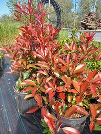 Piante da siepe di photinia red robin in vaso